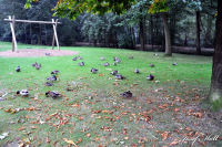 Alsdorf abseits aller Straßen, Alsdorfer Weiher und Tierpark, Foto-Nr. 58, 19.09.2009<br />Entenwiese