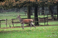 Alsdorf abseits aller Straßen, Alsdorfer Weiher und Tierpark, Foto-Nr. 68, 19.09.2009<br />das nennt man "Rehgalopp"