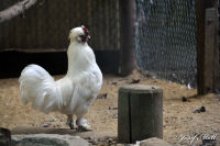 Alsdorf abseits aller Straßen, Alsdorfer Weiher und Tierpark, Foto-Nr. 75, 19.09.2009<br />nein ich bin nicht Eitel - ich bin nur schön