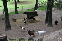 Alsdorf abseits aller Straßen, Alsdorfer Weiher und Tierpark, Foto-Nr. 82, 19.09.2009<br />wer meckert denn hier ...