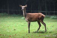Alsdorf abseits aller Straßen, Alsdorfer Weiher und Tierpark, Foto-Nr. 70, 19.09.2009