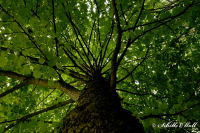 Alsdorf abseits aller Straßen, Alsdorfer Weiher und Tierpark, Foto-Nr. 71, 19.09.2009<br />mein Freund der Baum