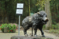 Alsdorf abseits aller Straßen, Alsdorfer Weiher und Tierpark, Foto-Nr. 76, 19.09.2009<br />ich bin kein Wildschwein - ich bin ein Sparschwein!