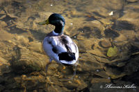 Alsdorf abseits aller Straßen, Alsdorfer Weiher und Tierpark, Foto-Nr. 49, 20.09.2009<br />schwebende Ente