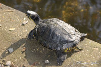 Alsdorf abseits aller Straßen, Alsdorfer Weiher und Tierpark, Foto-Nr. 50, 20.09.2009<br />Sonnenbad