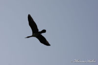 Alsdorf abseits aller Straßen, Alsdorfer Weiher und Tierpark, Foto-Nr. 53, 20.09.2009<br />Silhouette eines Kormorans