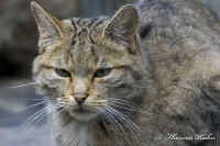 Alsdorf abseits aller Straßen, Alsdorfer Weiher und Tierpark, Foto-Nr. 77, 20.09.2009<br />Wildkatze