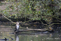Alsdorf abseits aller Straßen, Alsdorfer Weiher und Tierpark, Foto-Nr. 54, 20.09.2009<br />Kormoran und Schildkröte