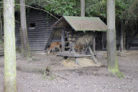 Alsdorf abseits aller Straßen, Alsdorfer Weiher und Tierpark, Foto-Nr. 72, 19.09.2009<br />Futterstelle