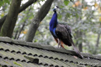 Alsdorf abseits aller Straßen, Alsdorfer Weiher und Tierpark, Foto-Nr. 81, 19.09.2009<br />"Hausbesetzer"