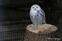 Alsdorf abseits aller Straßen, Alsdorfer Weiher und Tierpark, Foto-Nr. 48, 20.09.2009<br />Schneeeule - nein das ist nicht Hedwig