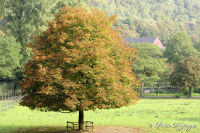 Alsdorf abseits aller Straßen, Alsdorfer Weiher und Tierpark, Foto-Nr. 74, 20.09.2009<br />der Herbst kommt