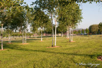 Abseits aller Straßen, Anna-Park, Foto-Nr. 34, 03.06.2010<br />Morgens um 1/2 8 im Anna-Park