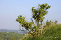 Alsdorf abseits aller Straßen, Bergehalde Noppenberg, Foto-Nr. 48, 21.04.2009