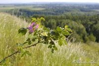 Alsdorf abseits aller Straßen, Bergehalde Noppenberg, Foto-Nr. 28, 24.05.2009<br />Rundweg auf halber Höhe