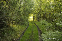 Alsdorf abseits aller Straßen, Bergehalde Noppenberg, Foto-Nr. 19, 24.05.2009<br />Rundweg auf halber Höhe