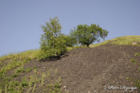 Alsdorf abseits aller Straßen, Bergehalde Noppenberg, Foto-Nr. 27, 24.05.2009<br />Rundweg auf halber Höhe