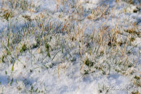 Alsdorf abseits aller Straßen, Bergehalde Noppenberg im Winter, Foto-Nr. 5, 19.12.2009