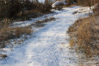 Alsdorf abseits aller Straßen, Bergehalde Noppenberg im Winter, Foto-Nr. 7, 19.12.2009<br />Spuren im Schnee