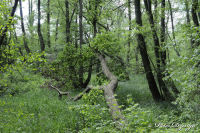 Alsdorf abseits aller Straßen, Broichbachtal, Foto-Nr. 10, 18.05.2009<br />Ein Spaziergang durchs Broichbachtal<br />Links vom Weg die Auenlandschaft des "Broicher Bach" - ein natürliches Regenrückhaltebecken.