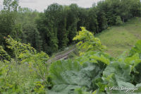 Alsdorf abseits aller Straßen, Broichbachtal, Foto-Nr. 24, 18.05.2009<br />Ein Spaziergang durchs Broichbachtal<br />Blick auf den Jahrhundert-Kahlschlag - Danke NABU und Kreis Aachen.