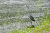 Alsdorf abseits aller Straßen, Broichbachtal, Foto-Nr. 6, 20.05.2009<br />Ein Spaziergang durchs Broichbachtal<br />Der Freund aller Angler - ein Graureiher auf Futtersuche
