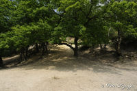Alsdorf abseits aller Straßen, Broichbachtal, Foto-Nr. 13, 20.05.2009<br />Ein Spaziergang durchs Broichbachtal<br />Der Sandhügel am "Broicher Weiher". So sah es hier auch schon vor 50 Jahren aus, als ich noch hier spielte.