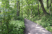 Alsdorf abseits aller Straßen, Broichbachtal, Foto-Nr. 18, 20.05.2009<br />Ein Spaziergang durchs Broichbachtal<br />Der Waldweg Richtung Alsdorf