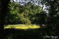 Alsdorf abseits aller Straßen, Broichbachtal, Foto-Nr. 20, 20.05.2009<br />Ein Spaziergang durchs Broichbachtal<br />Blumenwiese am Waldesrand im Bereich "Kiesschacht"