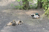 Alsdorf abseits aller Straßen, Broichbachtal, Foto-Nr. 31, 20.05.2009<br />Ein Spaziergang durchs Broichbachtal<br />Der Papa spricht die Kinder an ....