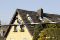 Begau, Alter Römerweg, Foto-Nr. 20, 31.03.2009<br />Kunstschmiedearbeiten<br />So ein Gartenzaun hat auch nicht jeder.