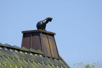 Begau, Auf der Weide, Foto-Nr. 5, 02.05.2009<br />ist das ein Dachhase?