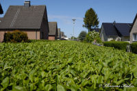 Begau, Gartenstraße, Foto-Nr. 25, 02.05.2009<br />Hecke
