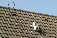 Begau, Pützbruchstraße, Foto-Nr. 5, 22.09.2007<br />Hilfe