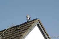 Begau, Pützbruchstraße, Foto-Nr. 4, 22.09.2007<br />Auch in der Begau gibt es Schlafwandler