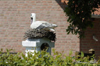 Begau, Pützbruchstraße, Foto-Nr. 10, 01.06.2009