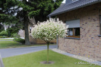 Begau, Siedlerweg, Foto-Nr. 4, 01.06.2009