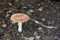 Bettendorf, Baesweilerstraße, Foto-Nr. 24, 27.09.2009<br />Alter Judenfriedhof<br />Fliegenpilz