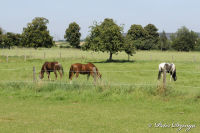 Bettendorf, Blick auf Bettendorf, Foto-Nr. 5, 15.08.2009<br />Obstwiese mit Pferde<br />Blick aus Richtung Hoengen auf Bettendorf