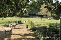 Bettendorf, Flurweg, Foto-Nr. 12, 27.09.2009