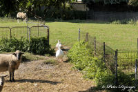 Bettendorf, Flurweg, Foto-Nr. 13, 27.09.2009<br />Emily<br />die gefährlichste Gans von Bettendorf