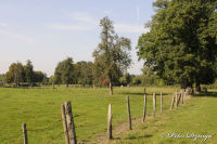 Bettendorf, Im Feldchen, Foto-Nr. 11, 27.09.2009<br />Obstwiese