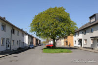 Blumenrath, Adolf-Kolping-Straße, Foto-Nr. 14, 18.04.2010