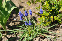 Blumenrath, Am Rodelberg, Foto-Nr. 12, 18.04.2010