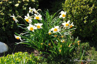 Blumenrath, Am Rodelberg, Foto-Nr. 13, 18.04.2010