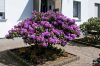 Blumenrath, Endstraße, Foto-Nr. 5, 23.05.2010