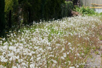 Blumenrath, Holunderstraße, Foto-Nr. 4, 22.05.2010<br />"Pusteblumen"