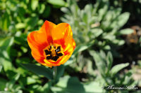 Blumenrath, Industriestraße, Foto-Nr. 28, 17.04.2010