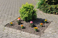 Blumenrath, Pestalozzistraße, Foto-Nr. 4, 22.05.2010