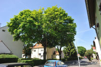 Blumenrath, Pestalozzistraße, Foto-Nr. 40, 22.05.2010